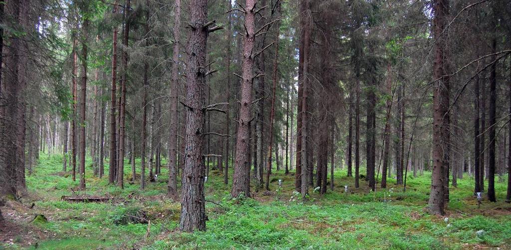 Övervakning av luftföroreningar i Kronobergs län. Resultat hydrologiskt år /9 resp. kalenderår. IVL rapport B 19 Tagel (G ): Yta nordväst om Alvesta med -årig granskog, ståndortsindex G.