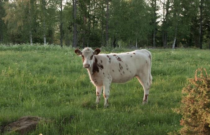 På tal om jordbruk fördjupning om aktuella frågor 4(6) Klimat och växtnäring Den svenska mjölkens klimatpåverkan är 44 procent lägre per kilo än det globala genomsnittet 16.