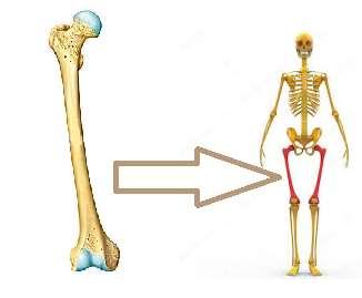 Genom att träna stärker vi vårt skelett, minskar risken för benskörhet och