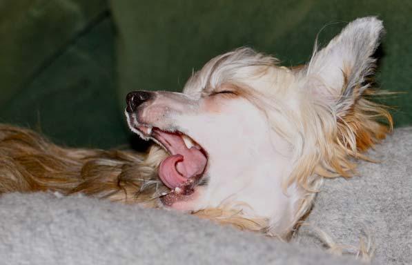 Dogs catch human yawns Ramiro M Joly-Mascheroni, Atsushi Senju, * and Alex J Shepherd School of Psychology, Birkbeck, University of London, Malet Street, London WC1E 7HX, UK Biol Lett.