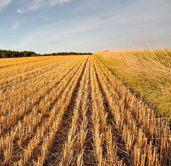 Marknadsöversikt vegetabilier Låga svenska skördar av