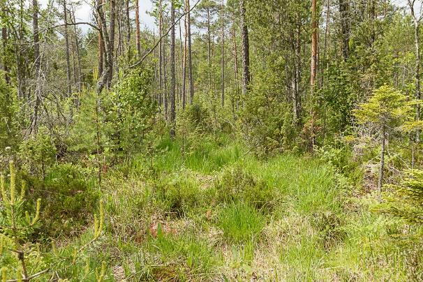 Flera av ängsväddbestånden beskuggas av omgivande träd och buskar vilket innebär att förutsättningarna för ett lämpligt habitat för väddnätfjäril är måttligt.