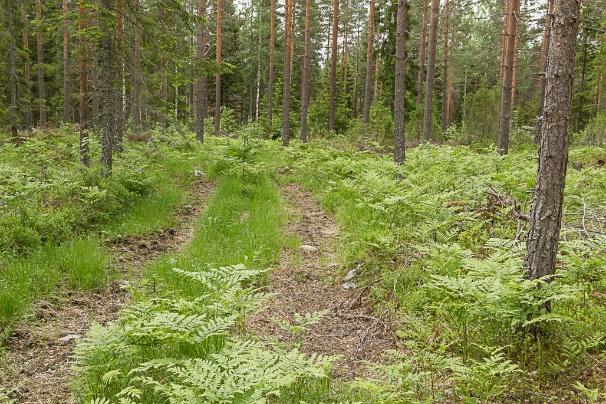 Figur 7. Skogsmaskinspår som skapat gläntor i tallskogen. Inga lämpliga miljöer för väddnätfjäril kunde identifieras.