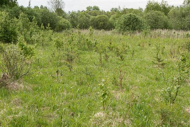 Förslag till fortsatt arbete: Lokalen är i behov av regelbunden hävd och det är viktigt att denna skötsel förankras och säkerställs med markägare.