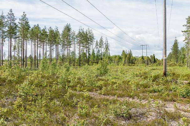 Buskskiktet är lågt och fältskiktet består av ljung, risväxter, hjortron och skvattram. Skogsområdet i norr har nyligen avverkats.