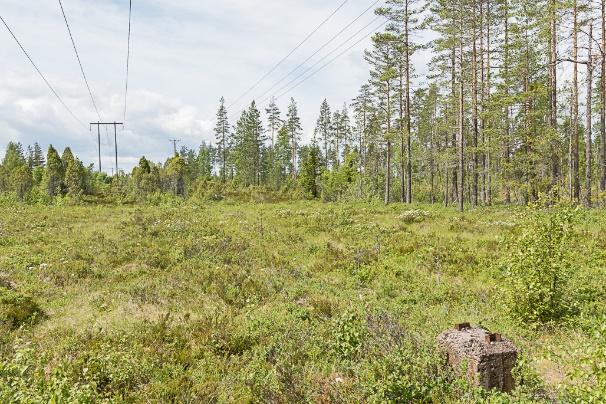 Lokal 8 består av en bred kraftledningsgata med fuktig mark. Lokalen är öppen och solbelyst men ängsvädd saknas.