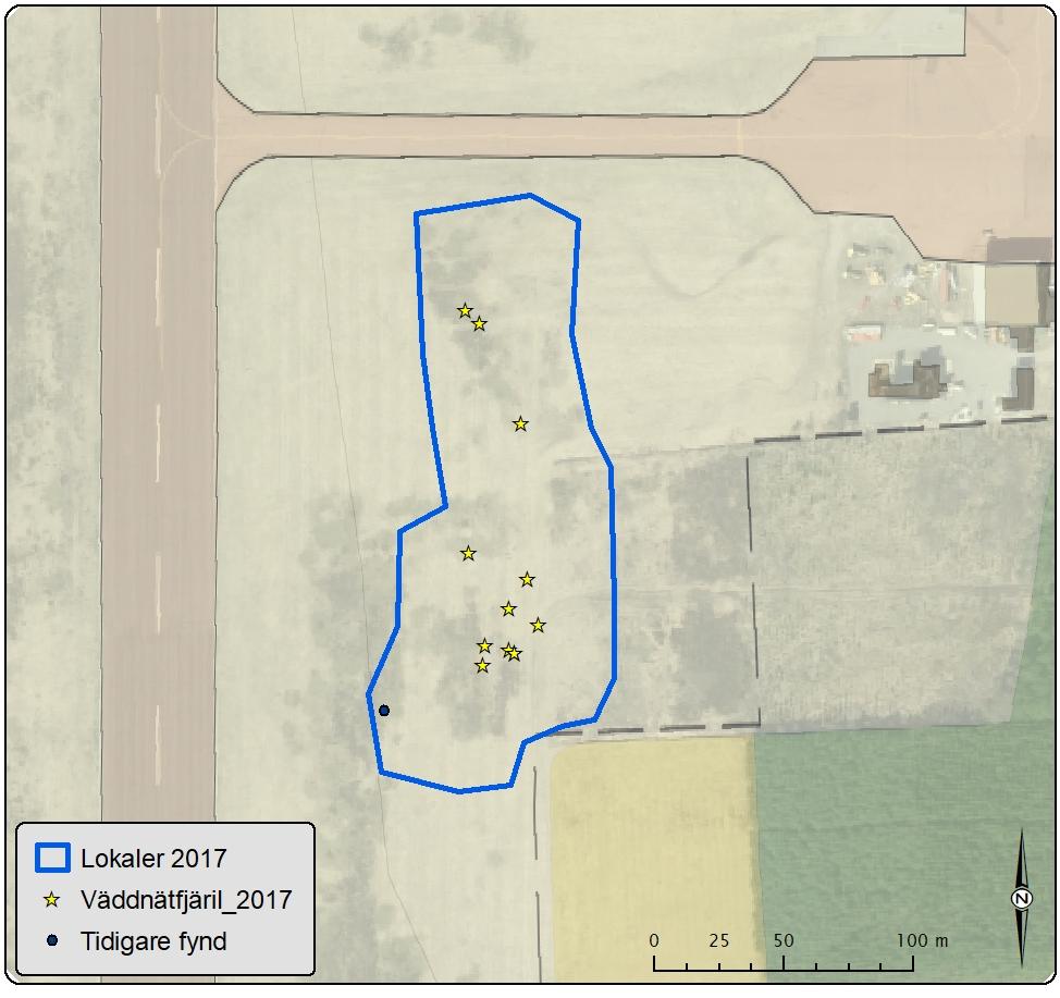 Lokal 11 Rörbergs flygplats Antal väddnätfjärilar: 12 Area: 15,6 ha Biotopbeskrivning: Lokalen inne på Rörbergs flygplats är belägen några meter söder om taxibanan och löper längs med rullbanan i