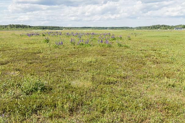 Figur 14. Den vänstra bilden visar lokalen sett från söder med ängsväddbestånd i förgrunden och blomsterlupiner i bakgrunden.