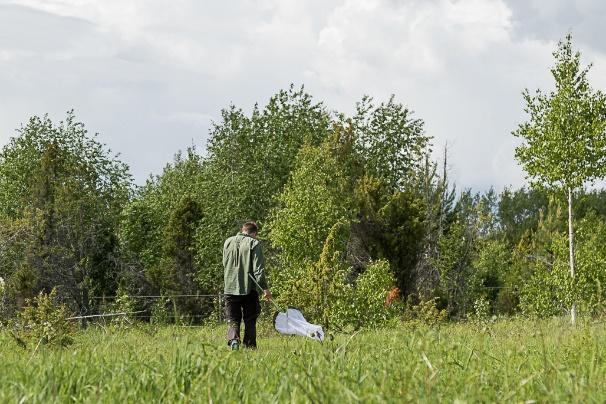 Förslag till fortsatt arbete: Lokalen Rörberg Tvea har ringa förekomst av ängsvädd med ett litet bestånd i en skuggig del av betesmarken.