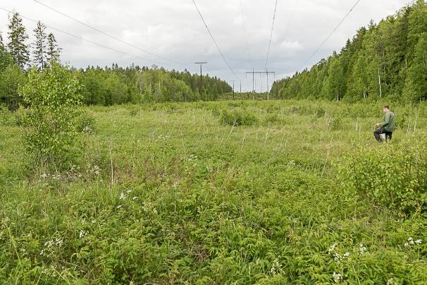 Figur 16. Den vänstra bilden är tagen i lokalens södra del där beståndet av ängsvädd är beläget. Den vänstra delen visar ängsväddsbeståndet utan några blommande exemplar.