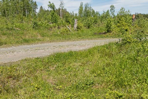 Figur 19. Den vänstra bilden visar vägkanten med utsikt åt norr och den högra delen visar lokalen med skoterspåret med utsikt åt söder.