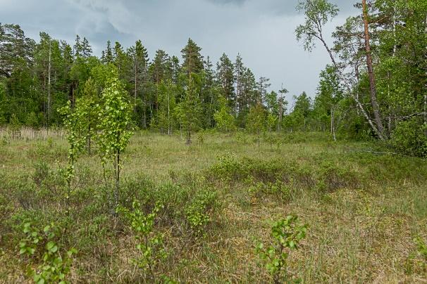 Lokal 16 Smörnäs Antal väddnätfjärilar: 0 Area: 33,4 ha Biotopbeskrivning: På lokal 16 i Smörnäs har ett fynd av väddnätfjäril gjorts.