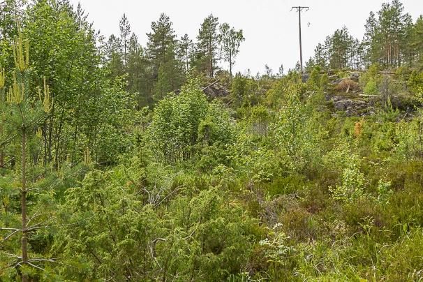 Figur 4: Bilderna visar lokal 1 där den vänstra bilden visar området nedanför berghällen i öster som har en hög grad av igenväxning.