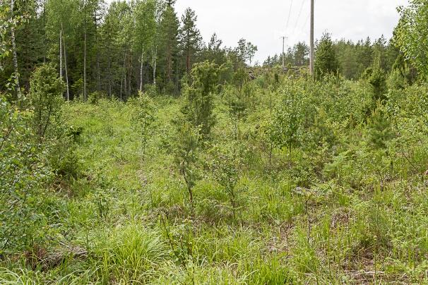 Förslag till fortsatt arbete: Den östra delen av lokalen bör slyröjas då lövslyet har tagit över och konkurrerar ut ängsvädd.