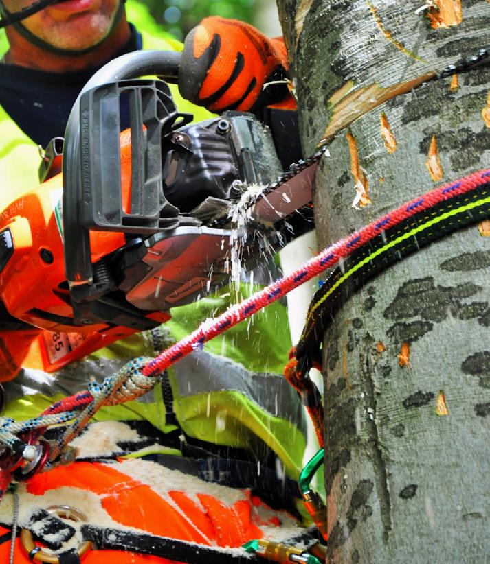 Motorsåg vid arbete med stöd av sele och livlina som leder till kompetensbevis förutsatt att man klarar nivå godkänt såväl praktiskt som teoretiskt.