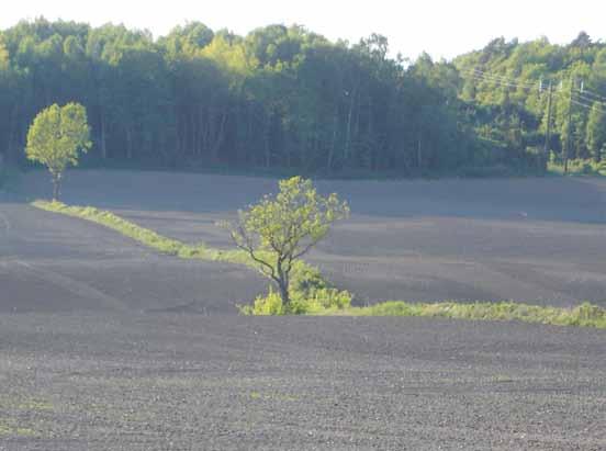 Tabell 6 L15-8422 Bekämpning av Phoma (torröta ) i höstraps och försök med tillväxtstimulerande medel Dos l,kg/ha Skörd/merskörd Behandlingstidpunkt kg/ha Romakloster Trelleborg Borrby Simrishamn Led