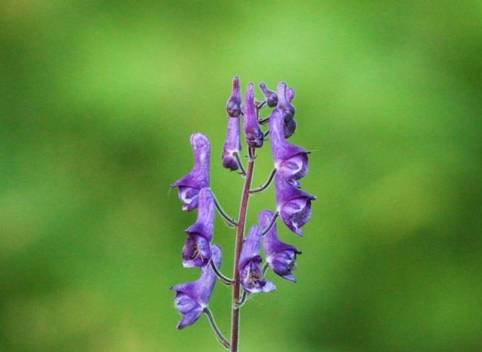 Purpurbräcka Saxifraga oppositifolia 2-5 cm. Maj-juli. Art i familjen Stenbräckeväxter. Arten är en flerårig, krypande och vintergrön ört.