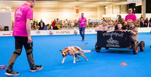 Aktiviteter i polisens monter. Ansiktsmålning av Burgårdens Gymnasium. Årets utställningshund 2017, på MyDOG.