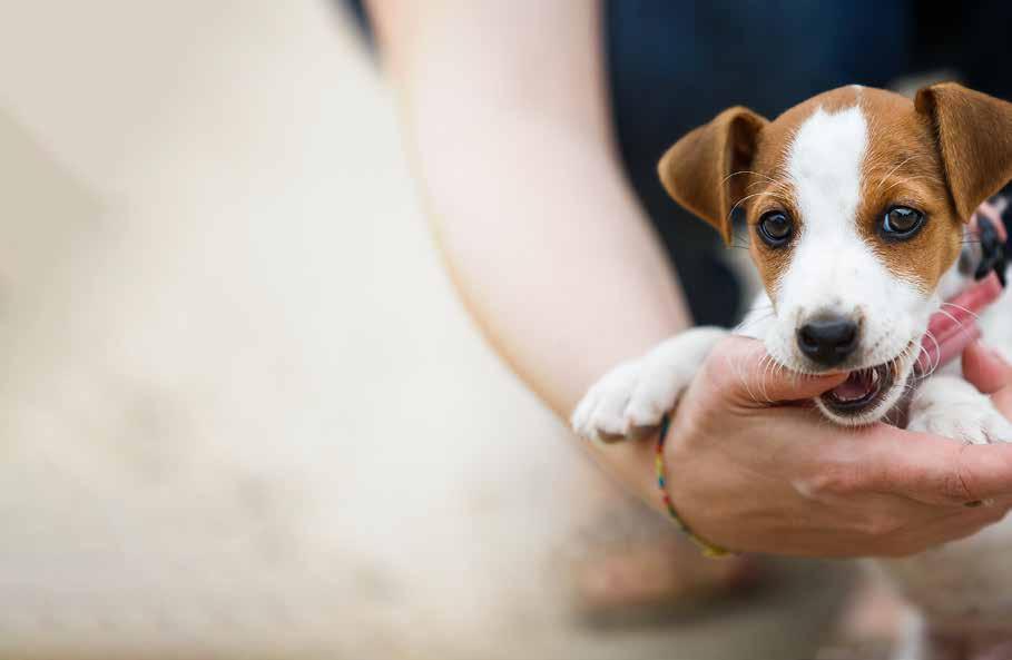 VINJETT HELA DENNA BILAGA ÄR EN ANNONS FRÅN MYDOG Ett stort beslut Att köpa hund ska vara ett stort beslut.