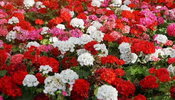 PLANTERINGEN En plantering är samma som en rabatt. Där har man planterat blommor eller buskar.