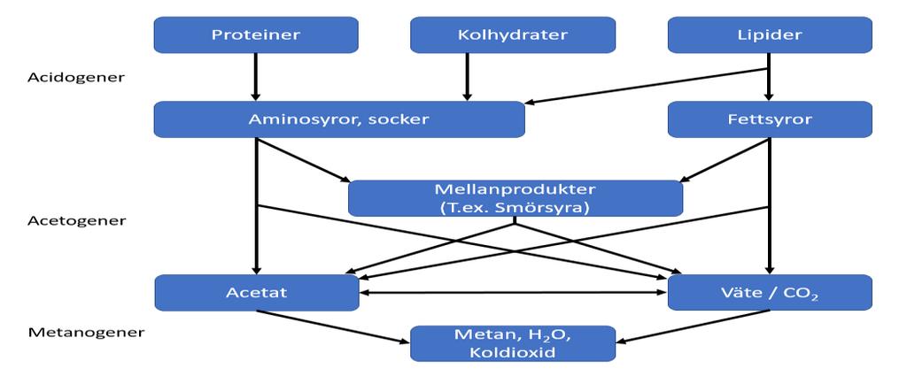 3. Biogasprocessen Biogas är en gas som till största delen består av metan (CH4) och koldioxid (CO2), i sin råa form innan uppgradering har gjorts kan gasen även innehålla en viss del vatten (H2O),