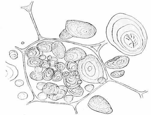 Figur 2: Illustration över granulernas struktur. 3.3.4 Inhiberande Faktorer Många olika ämnen kan hämma biogasprocessen, och de är oftast metanogenerna som är känsligast och blir påverkade först.