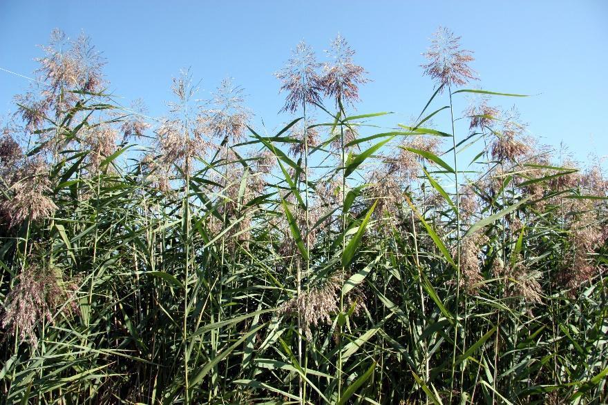 2 Vass Phragmites Australis, eller bladvass som den även kallas, är en vass som växer i bräckt eller