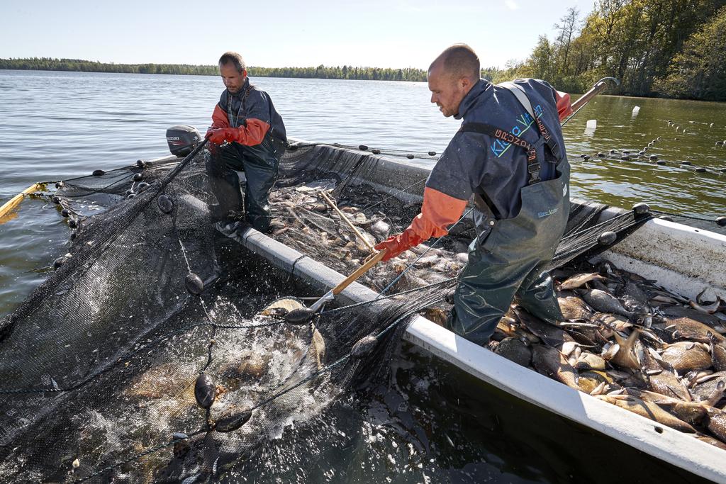 Klara Vatten Sverige AB Bottengarn På våren blir fisken mer aktiv och rör sig närmre land, framför allt när det är tid för lek. Då är passiva redskap såsom bottengarn mycket effektivt.