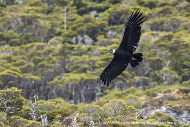 Kap Horn ligger på nästan 56 syd längst söderut i Chile och markerar gränsen mellan Atlanten och Stilla havet och den norra sidan av Drakesundet.