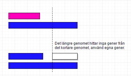 Figur 8 Exempel av hur punkten vid en-punktskorsningen av genom med olika längd kan vara utanför det kortare genomet och inom det längre genomet.
