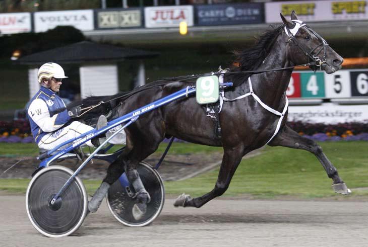 månadens häst april 2010 Castor Race Foto: Micke Gustafsson/Foto-Mike Hinst 6 år e. Super Arnie u. Penny Race ue. Giant Force. Ägare: Rozzo Trotting HB, Viskafors.