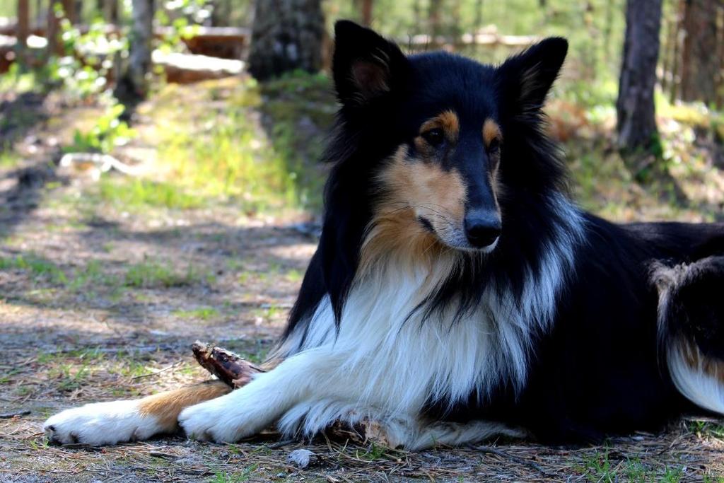 Fakulteten för veterinärmedicin och husdjursvetenskap Institutionen för biomedicin och veterinär folkhälsovetenskap Pyometra hos hund skyddande