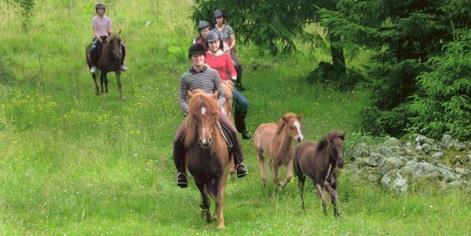 Anhörig/assisten som inte är medlem betalar till självkostnadspris OBS! ANMÄLAN senast 25 mars VI RIDER PÅ ISLANDSHÄST Lördagen den 29 april kl.10:00 ca.