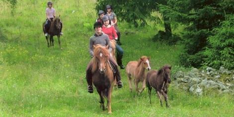 Anhörig/assisten som inte är medlem betalar till självkostnadspris OBS! ANMÄLAN senast 25 mars VI RIDER PÅ ISLANDSHÄST Lördagen den 29 april kl.10:00 ca.