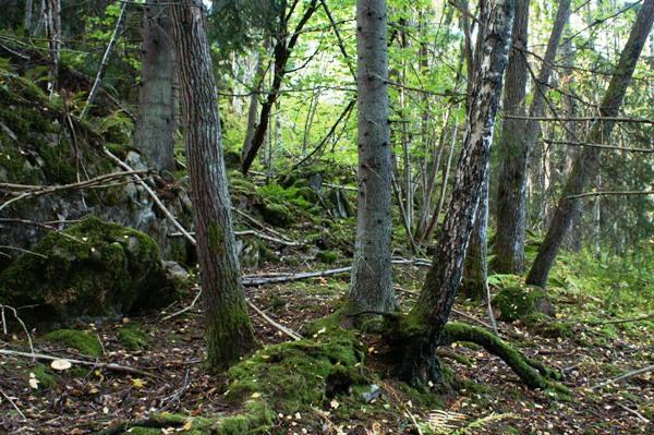 Hällmarker går i dagen här och där liksom branter och lodytor i ren urkalksten.