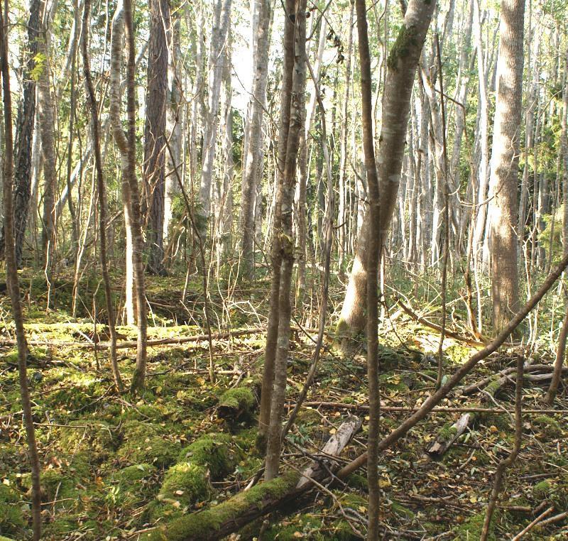 Skötselområde 2, Lövskogar Areal: 2A) 0,7 ha 2B) 0,9 ha 2C) 0,07 ha Naturtyp: Blandskog Målnaturtyp: 9010 Västlig taiga, naturskogsartad lövskog Beskrivning Delområde 2A består av ung aspdominerad