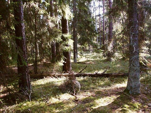 Inga åtgärder i övrigt med undantag av att små-enar får röjas bort i övergångszonen till 3B (västra kanten) med syfte att underlätta bete.