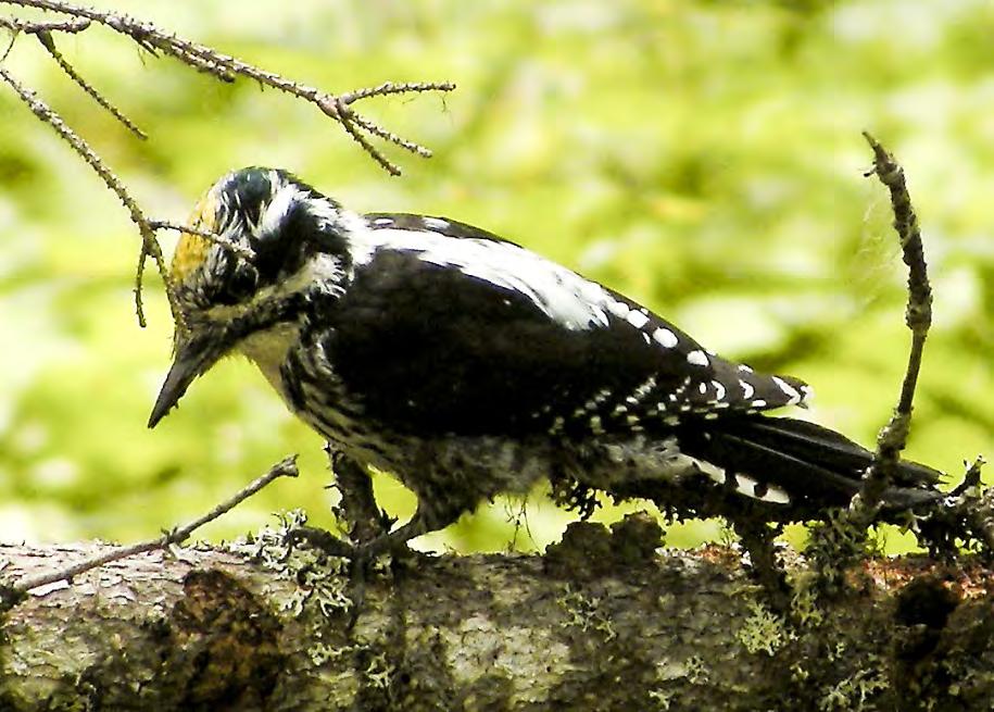 1 / 10 Beslut Datum 2015-01-12 511-6834-11 Dnr (anges vid skriftväxling) Enligt sändlista Beslut för bildande av naturreservatet Bye kalkbarrskog Uppgifter om naturreservatet Naturreservatets namn: