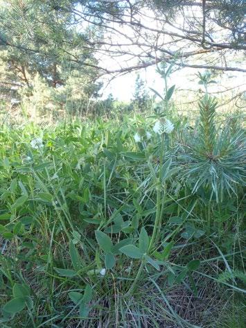 Det borttagna objektet finns längs väg 56 söder om Sala i Norsberg. Det saknade intressanta biologiska värden då floran var näringspräglad och var av primär typ med högt gräs.