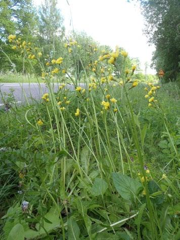 De två objekt som bedömdes som fortsatt artrika (AV1602 och AV1603) men även det nya objektet (AV2704) hyser många naturvårdsintressanta arter och den rödlistade arten