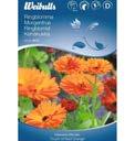 2 2 2 Ringblomma Calendula officinalis L ttodlad sommarblomma i h rligt orange.