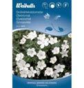 2 2 2 Sn k rleksblomster Nemophila menziesii var.atomaria L ttodlad sommarblomma f r rabatten eller som kantv xt.