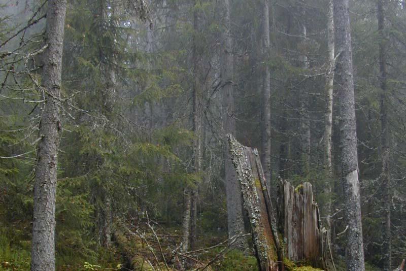 2 NATURFÖRHÅLLANDEN OCH NATURVÄRDEN Kraftigt kuperat naturskogsobjekt i nordöstra delen av, ett område där skyddade naturskogar i stort sett saknas.