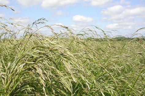 Rörsvingel och Rörsvingelhybrider Härdiga Kraftigt växtsätt och grova blad Sämre