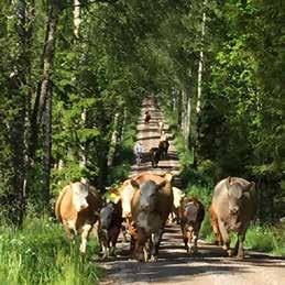 MILJÖ- OCH RESURSEFFEKTIVA GRÖNA NÄRINGAR Preciseringen som rör friluftsliv är i huvudsak uppfylld.