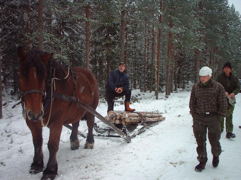 Jag tycker inte det var längesedan jag skrev på vår hemsida att vi hade tagit in hö.