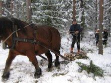 skogskörning.