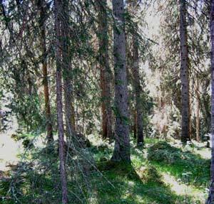 storsjölandskapet - natur kring strand VEGETATIONSTYPER Rekreationsområde vid Minnesgärdet. Granskog, Härke. En växt kan utgöras av en ört, ett gräs, mossa eller en lav.