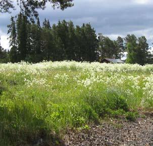 Den öppna ängsmarken som har en god vattentillförsel kallas vanligt för slåtterängen eller fuktäng. Den innehåller arter som även är vanligt förekommande i fuktiga dikeskanter.