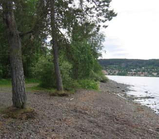 strandområden - lugnvik 18. göviken Vegetationstyp Tallskog samt blandskog Markanvändning idag Badplats Förslag Bättre grillplatser och kontinuerlig städning på området.